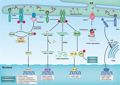 Endoplasmic Reticulum Stress-Associated Neuronal Death and Innate Immune Response in Neurological Diseases